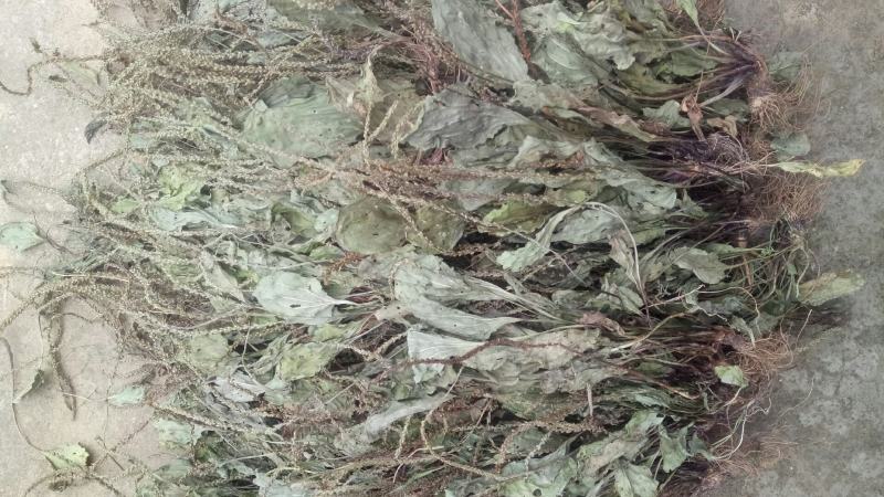 车前草，水洗干品，90%干度干净无杂质