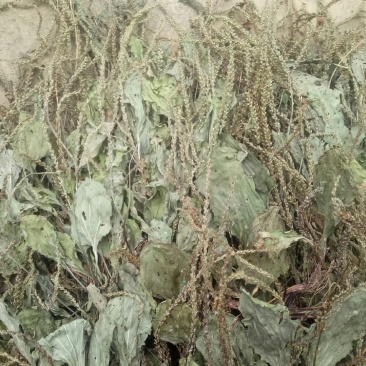 车前草，水洗干品，90%干度干净无杂质