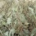 车前草，水洗干品，90%干度干净无杂质