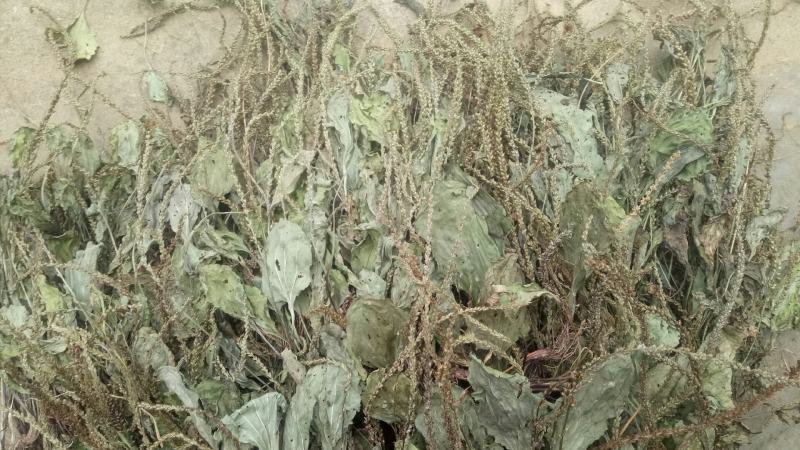 车前草，水洗干品，90%干度干净无杂质
