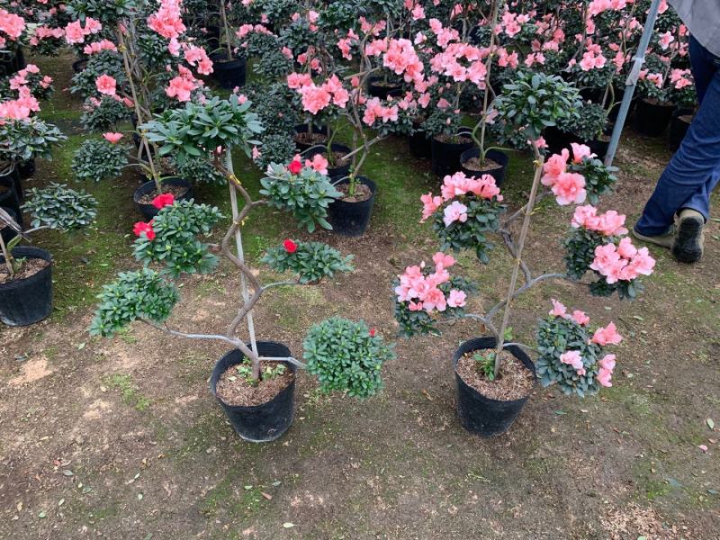 造型杜鹃花玫红樱桃红小桃红多款造型随便挑基地直销