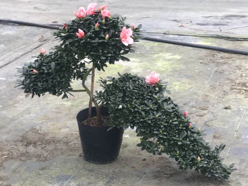 造型杜鹃花玫红樱桃红小桃红多款造型随便挑基地直销