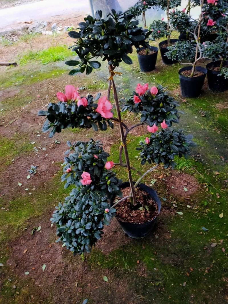 造型杜鹃花玫红樱桃红小桃红多款造型随便挑基地直销