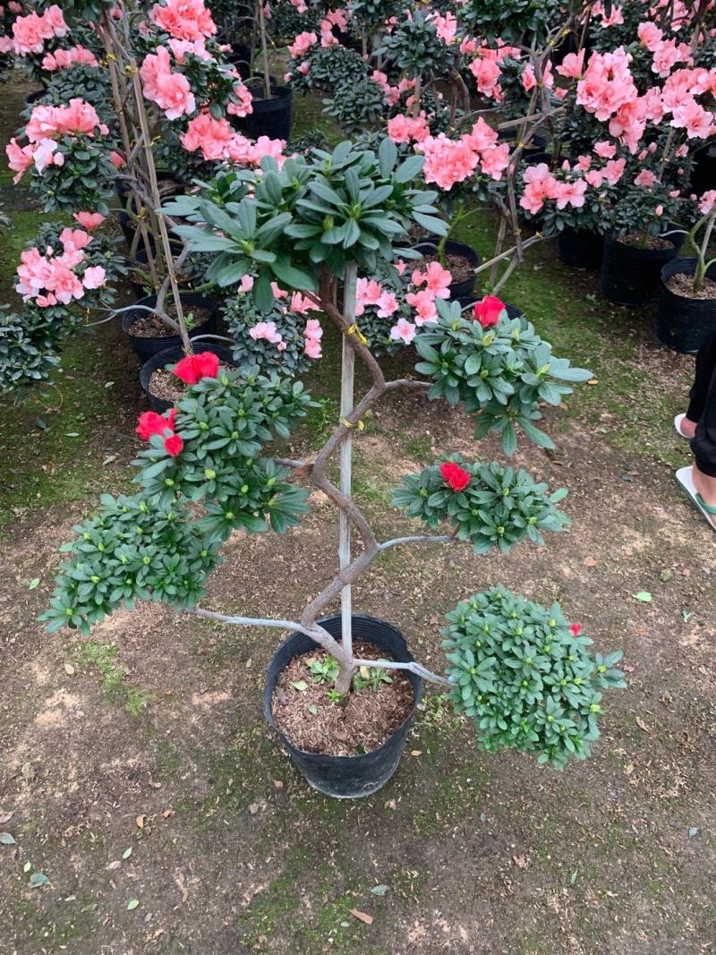 造型杜鹃花玫红樱桃红小桃红多款造型随便挑基地直销