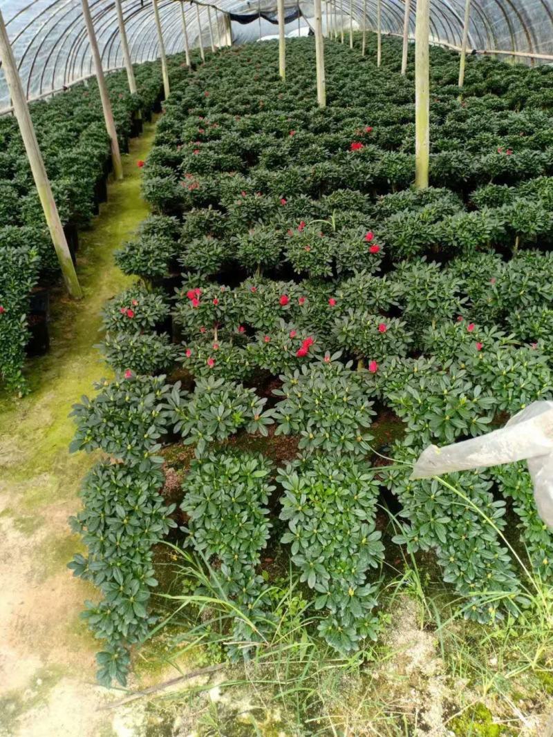 造型杜鹃花玫红樱桃红小桃红多款造型随便挑基地直销
