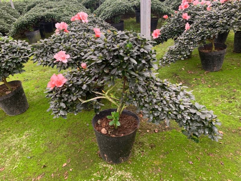 造型杜鹃花玫红樱桃红小桃红多款造型随便挑基地直销