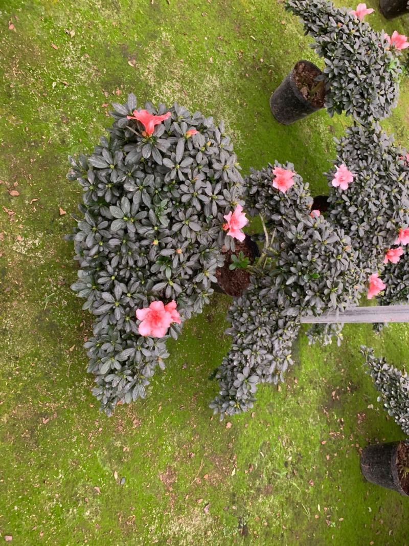 造型杜鹃花玫红樱桃红小桃红多款造型随便挑基地直销