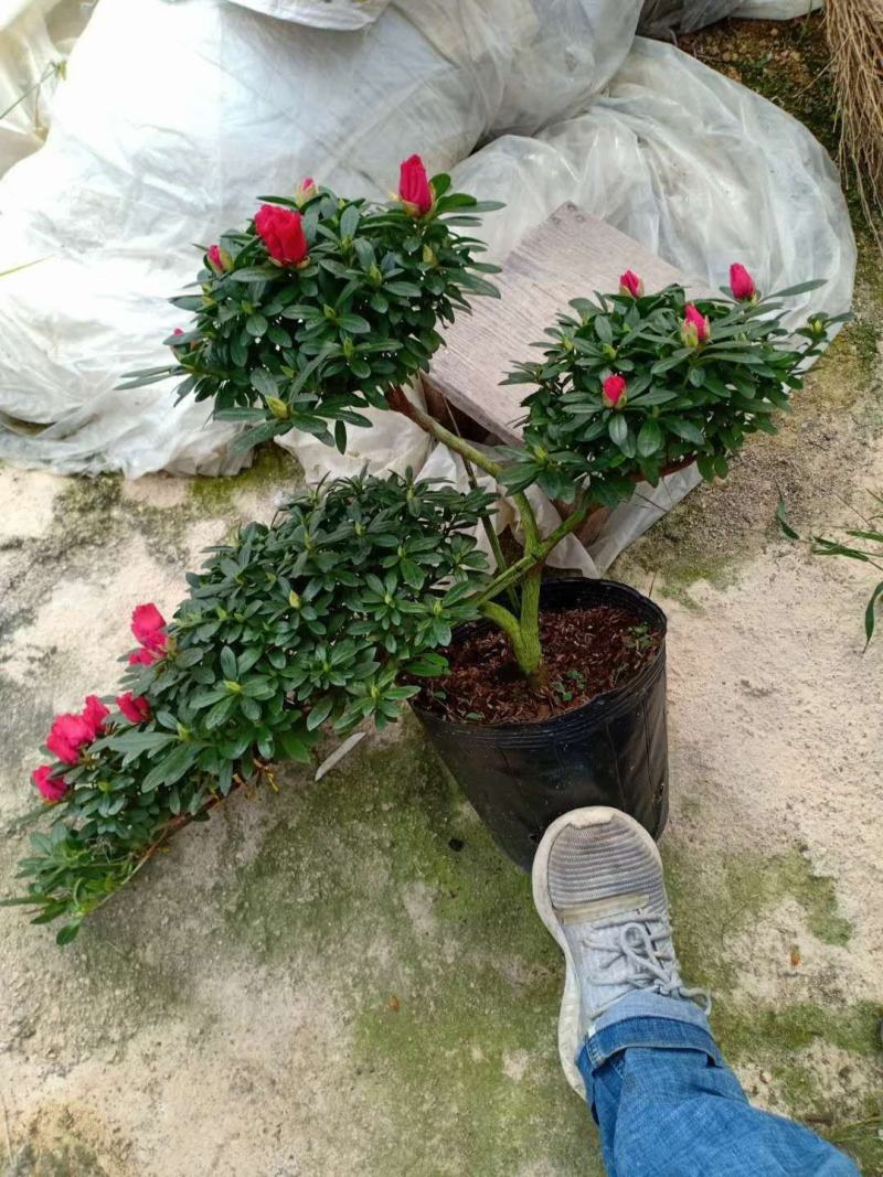 杜鹃花精品A货基地直销自家供应商质量保障