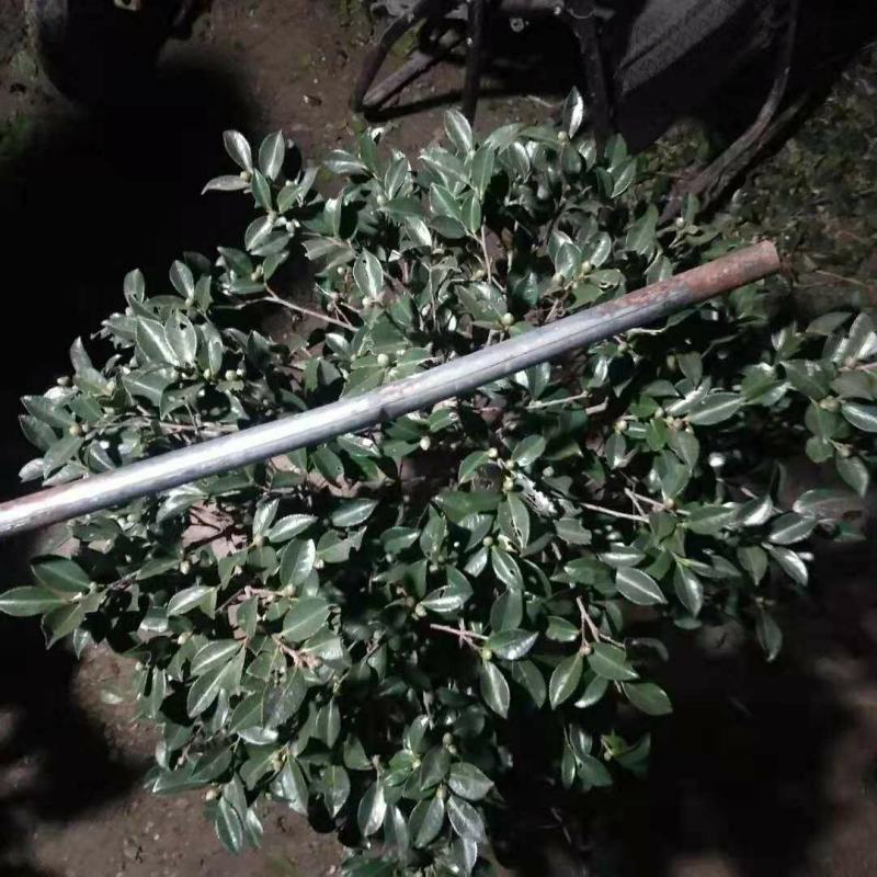 茶梅花苗茶梅球庭院别墅绿化植物四季常青花卉净化空气茶梅