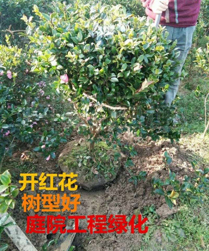 茶梅花苗茶梅球庭院别墅绿化植物四季常青花卉净化空气茶梅