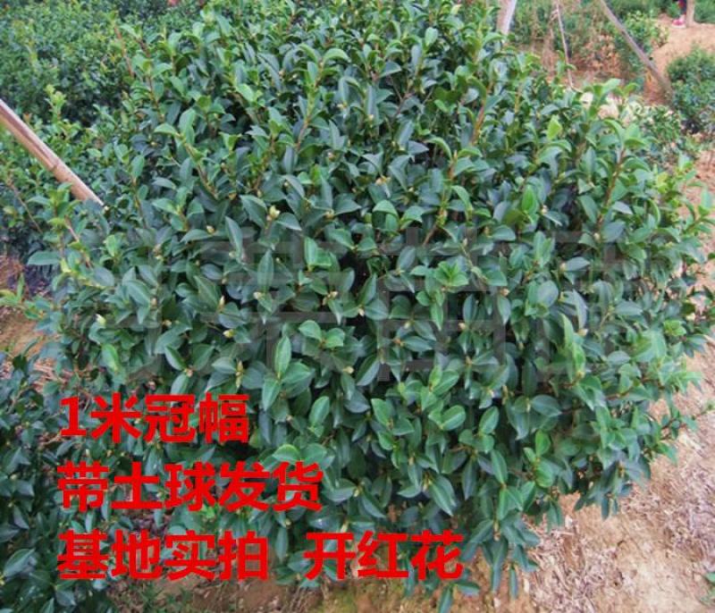 茶梅花苗茶梅球庭院别墅绿化植物四季常青花卉净化空气茶梅
