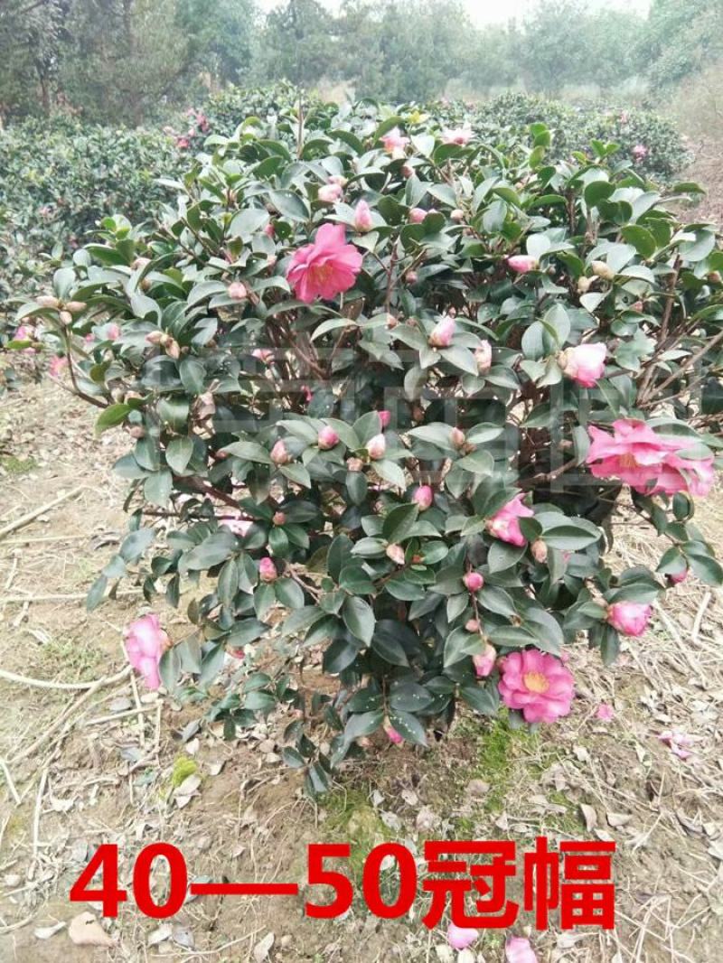 茶梅花苗茶梅球庭院别墅绿化植物四季常青花卉净化空气茶梅