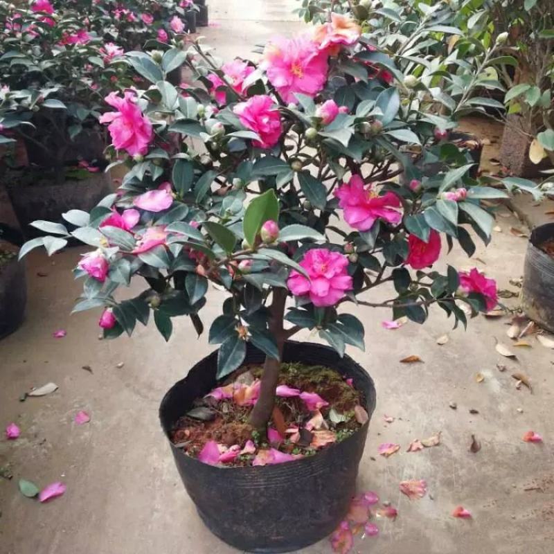 茶梅花苗茶梅球庭院别墅绿化植物四季常青花卉净化空气茶梅