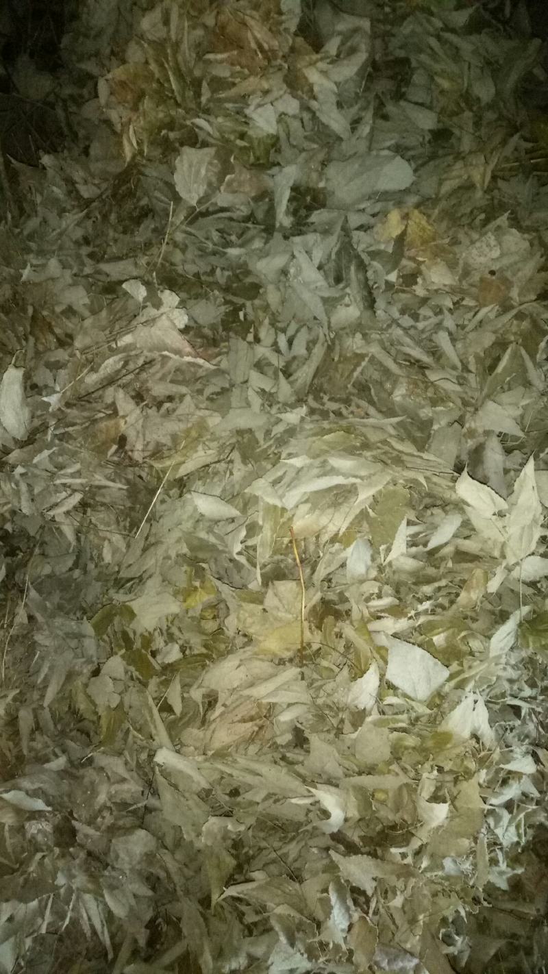 当年新货淫羊藿上市热销中