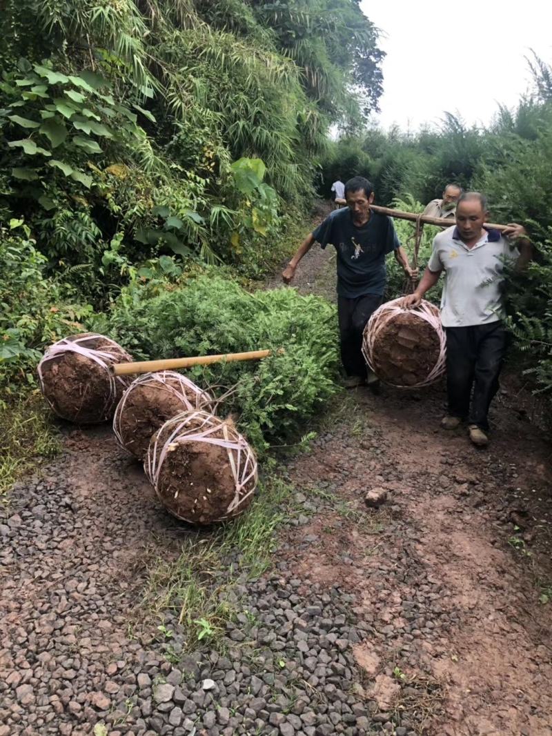 大安青皮桂圆苗、沿滩宝石一号龙眼苗、荣县晚熟桂圆小苗批发