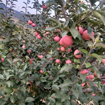 鞍山海城寒富苹果大量上市欢迎全国釆购商前来订货