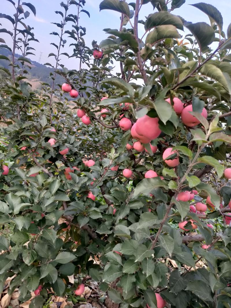 鞍山海城寒富苹果大量上市欢迎全国釆购商前来订货