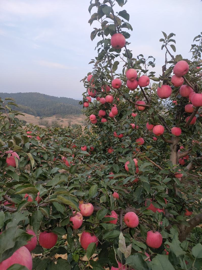 鞍山海城寒富苹果大量上市欢迎全国釆购商前来订货