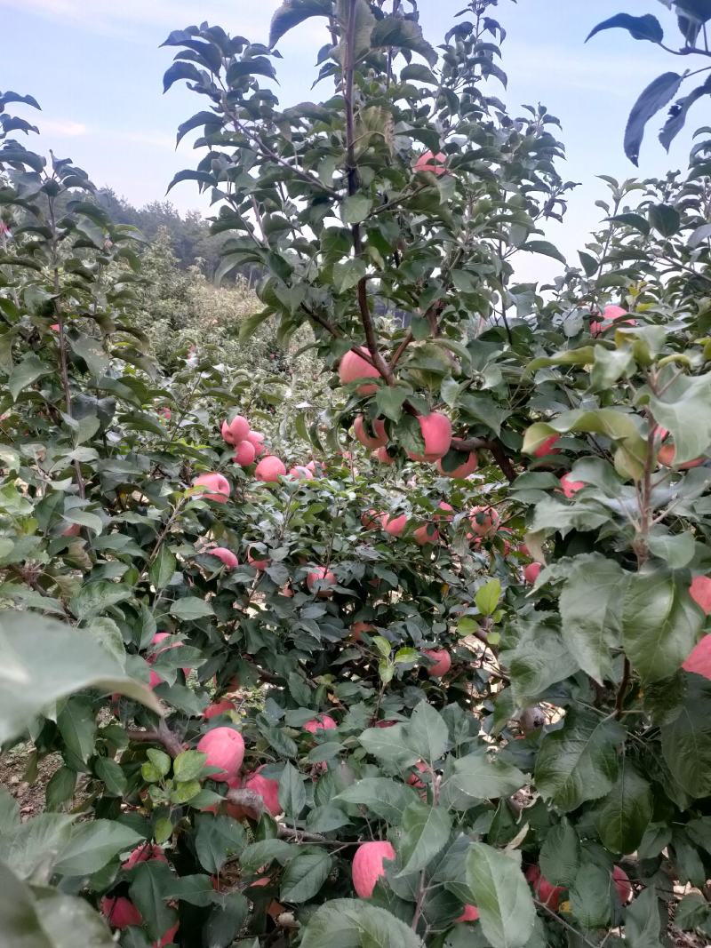 鞍山海城寒富苹果大量上市欢迎全国釆购商前来订货