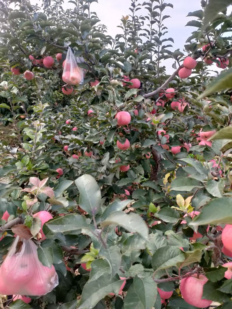 鞍山海城寒富苹果大量上市欢迎全国釆购商前来订货