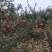 鞍山海城寒富苹果大量上市欢迎全国釆购商前来订货