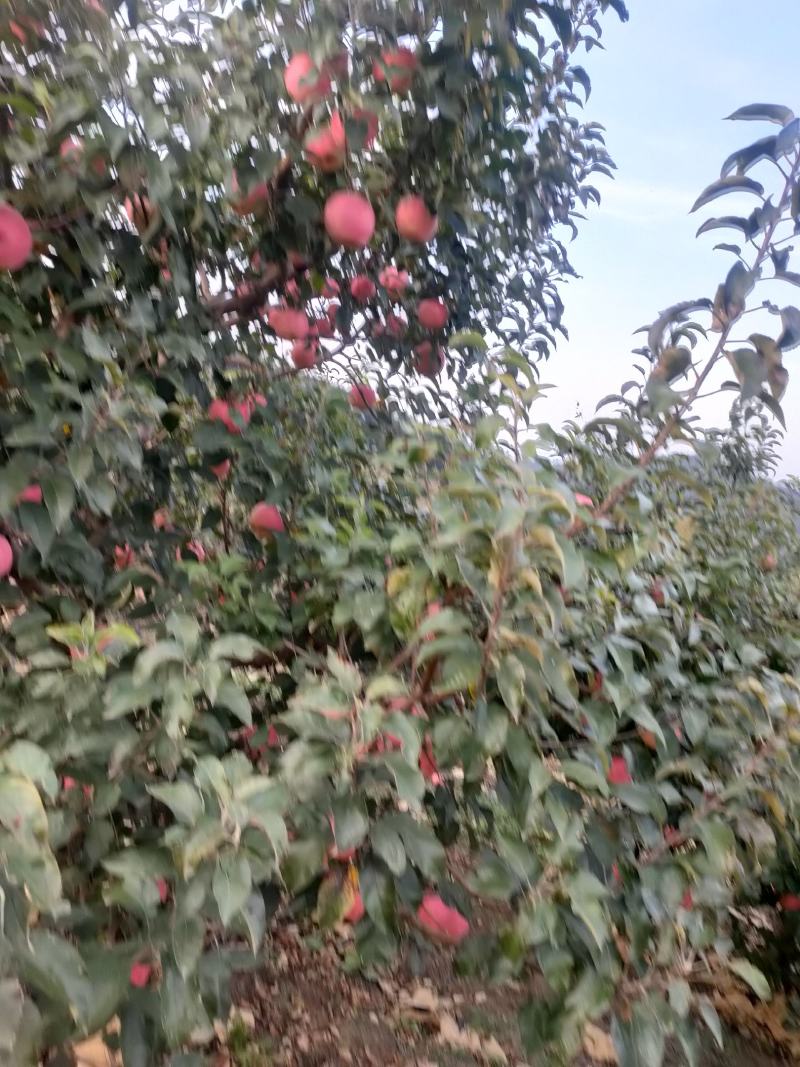 鞍山海城寒富苹果大量上市欢迎全国釆购商前来订货
