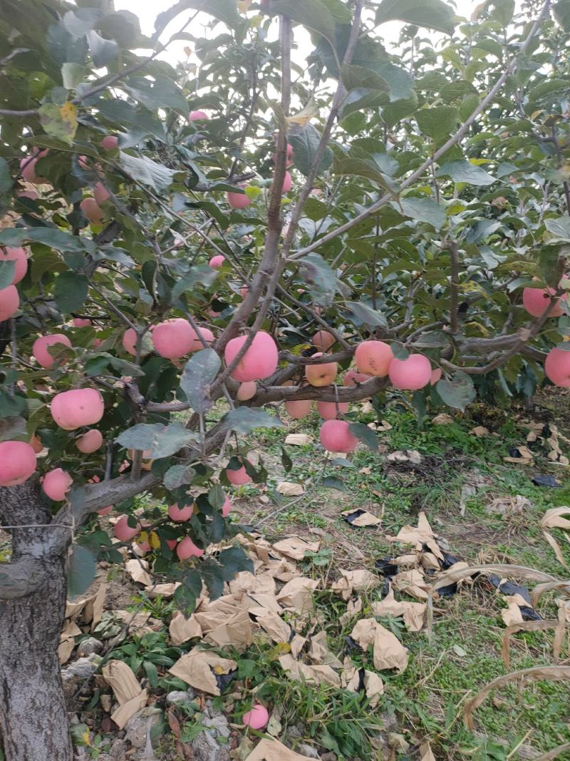 鞍山海城寒富苹果大量上市欢迎全国釆购商前来订货