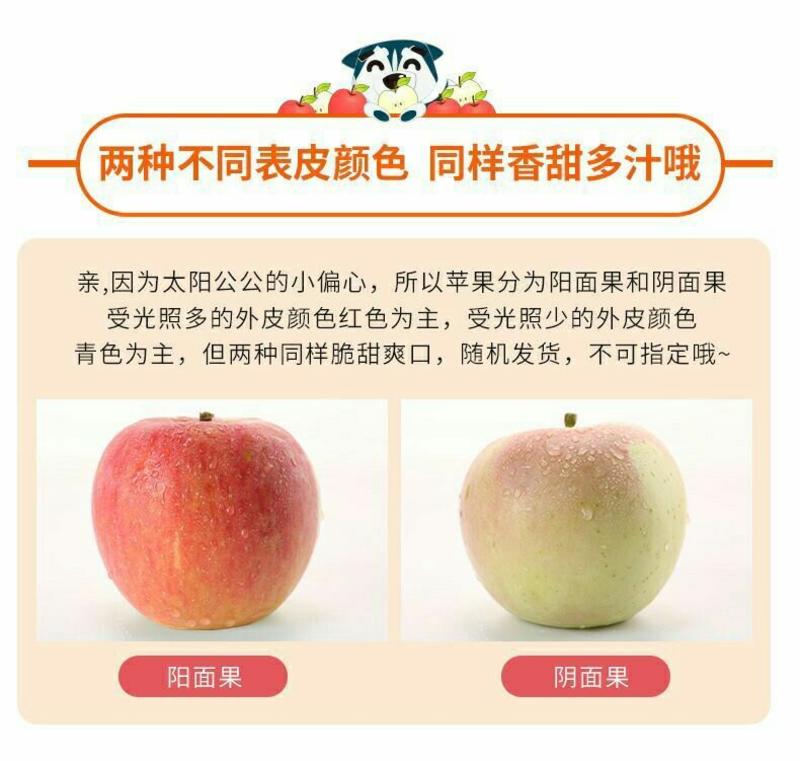 【山西苹果】新鲜包邮整箱红富士应季苹果欢迎咨询