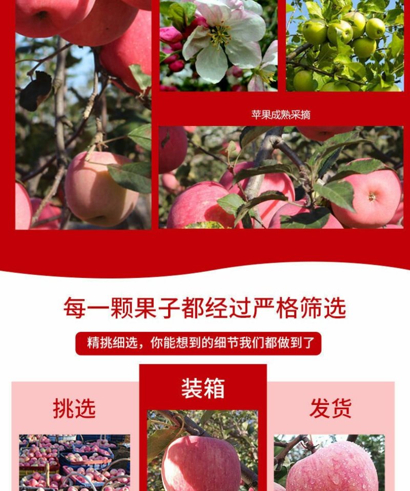 【山西苹果】新鲜包邮整箱红富士应季苹果欢迎咨询