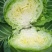 产地直发，甘蓝又名：葵花白菜、包心菜、洋白，品质有保证，
