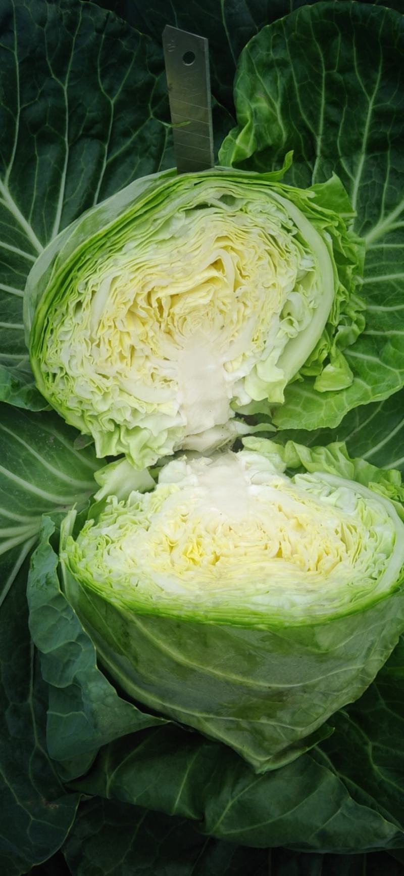 产地直发，甘蓝又名：葵花白菜、包心菜、洋白，品质有保证，