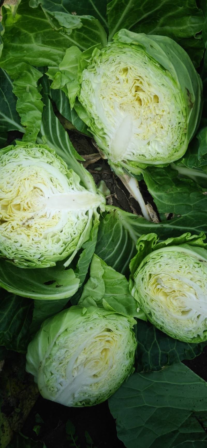产地直发，甘蓝又名：葵花白菜、包心菜、洋白，品质有保证，