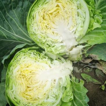 产地直发，甘蓝又名：葵花白菜、包心菜、洋白，品质有保证，