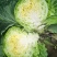产地直发，甘蓝又名：葵花白菜、包心菜、洋白，品质有保证，