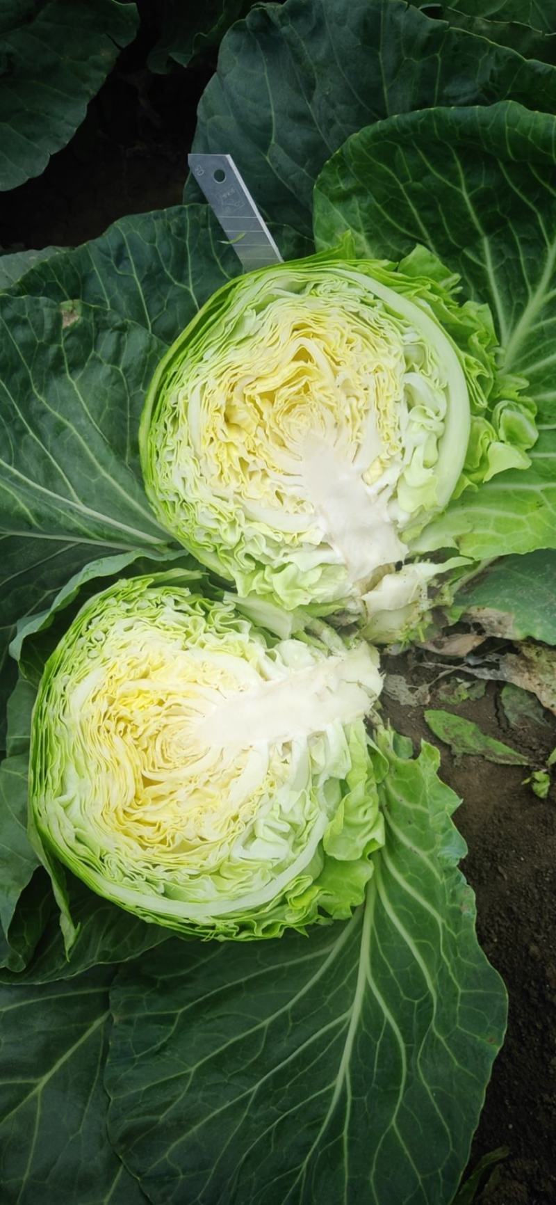 产地直发，甘蓝又名：葵花白菜、包心菜、洋白，品质有保证，