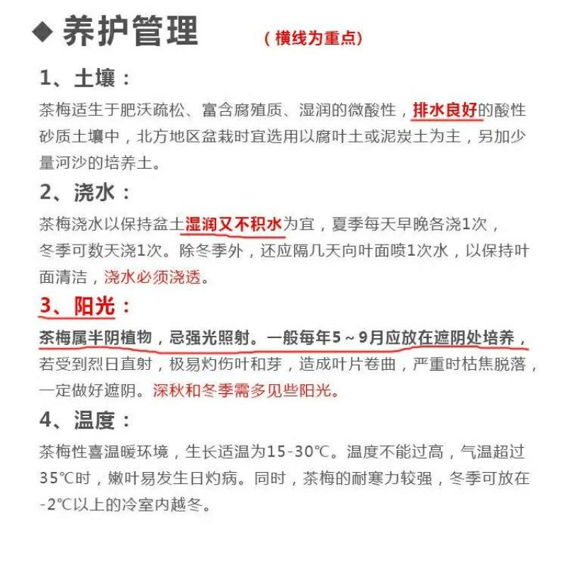 茶梅花苗茶梅球庭院别墅绿化植物四季常青花卉净化空气茶梅