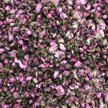 桃花优质桃花批发零售