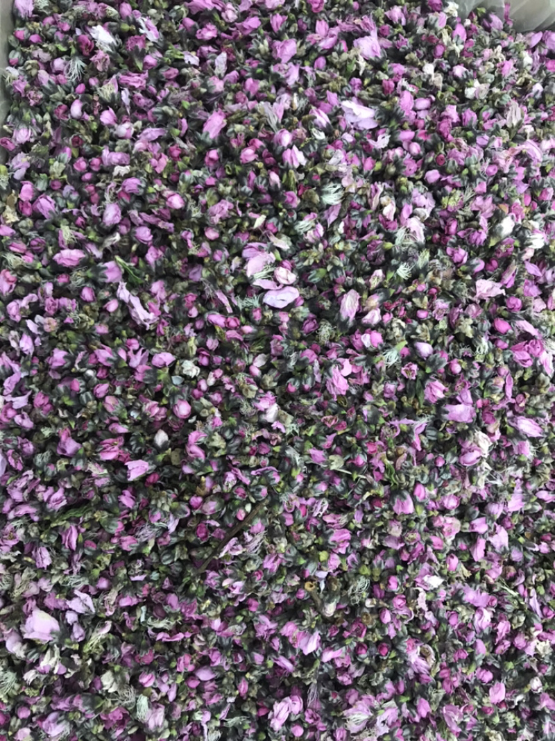 桃花优质桃花批发零售
