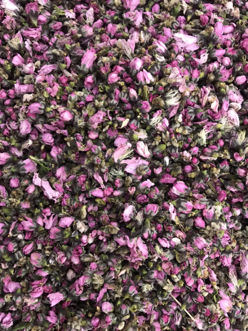 桃花优质桃花批发零售