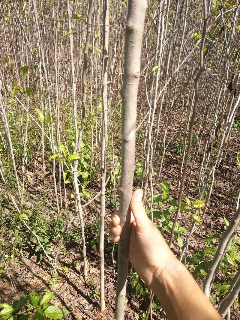 杜仲树，杜仲2--10公分，数量大，干直