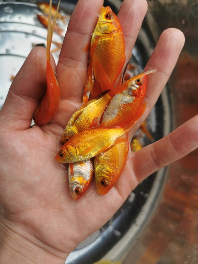 红鲤鱼苗，兴国红鲤鱼苗，鲤鱼苗，金背鲤鱼苗，裸鲤鱼苗