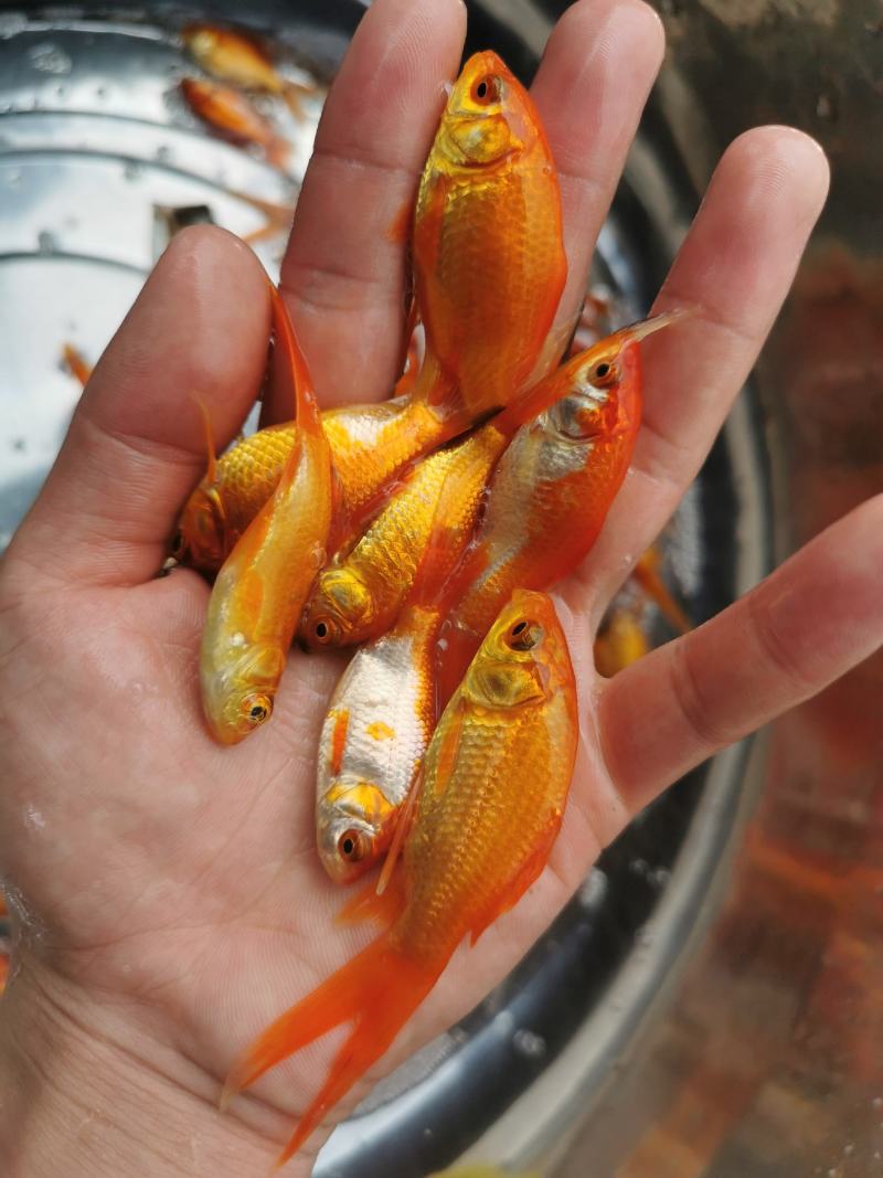 红鲤鱼苗，兴国红鲤鱼苗，鲤鱼苗，金背鲤鱼苗，裸鲤鱼苗