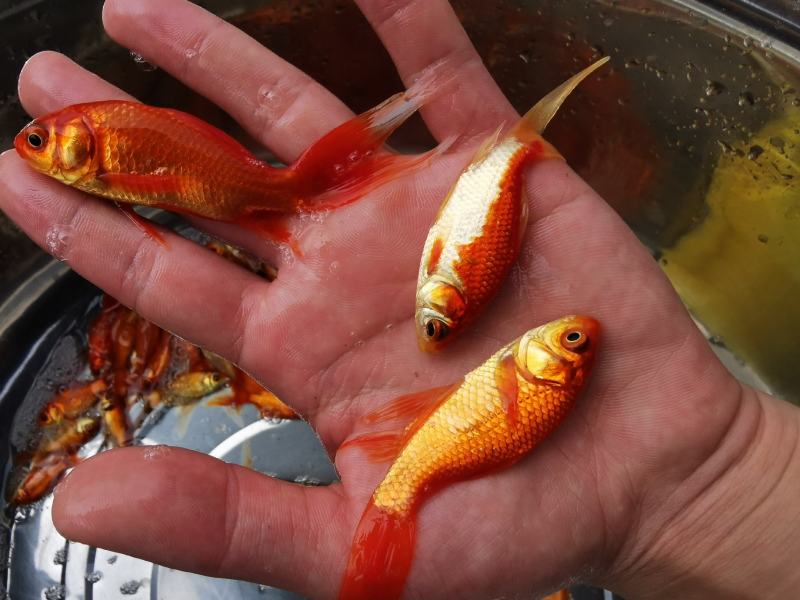 红鲤鱼苗，兴国红鲤鱼苗，鲤鱼苗，金背鲤鱼苗，裸鲤鱼苗