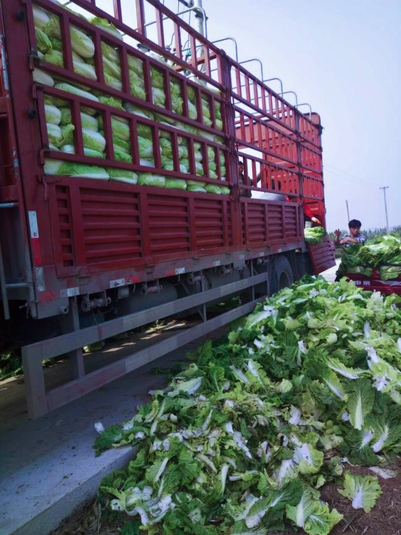 大白菜基地大量供应精品黄心大白菜精品大白菜大白菜供应