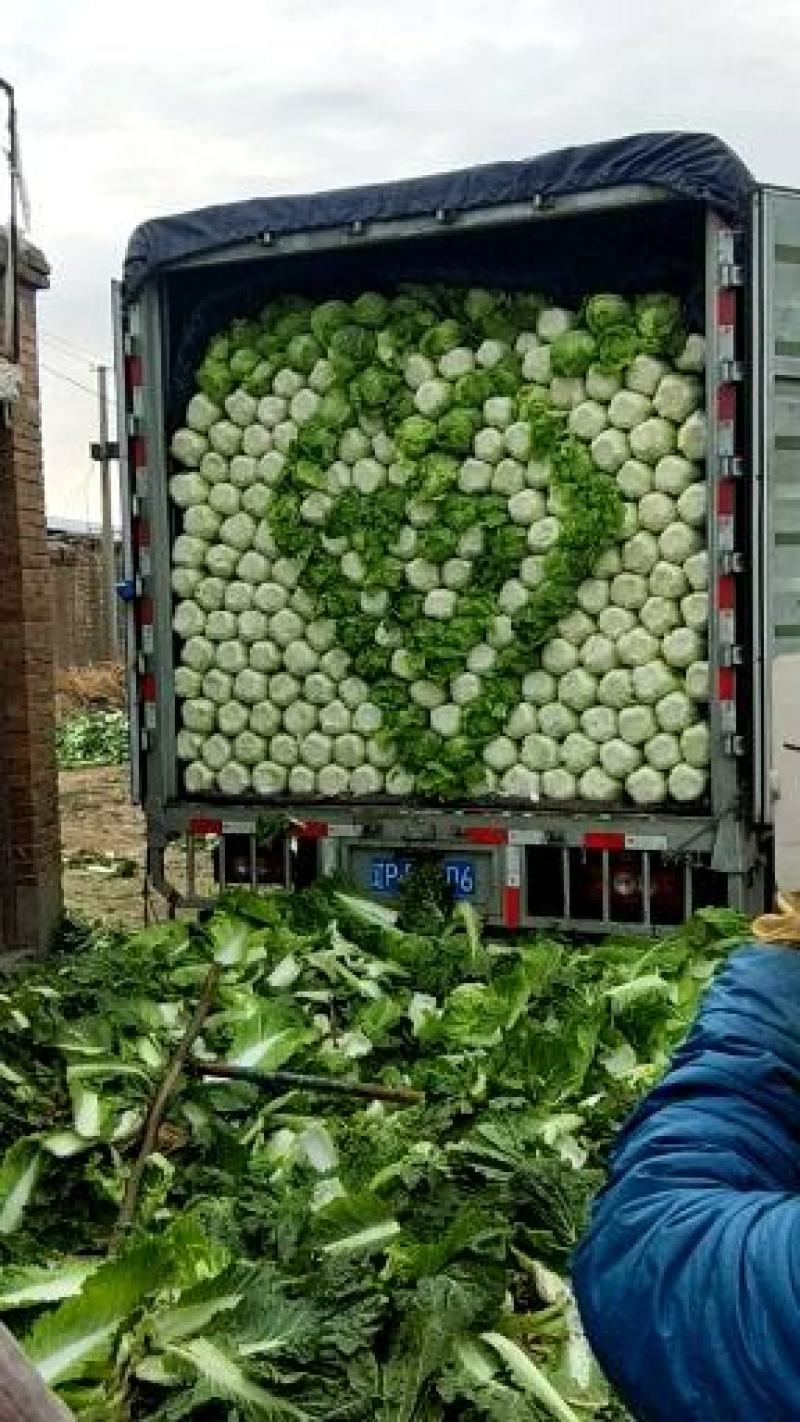 大白菜基地大量供应精品黄心大白菜精品大白菜大白菜供应