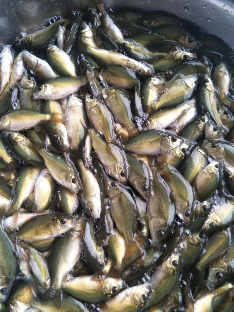 红鲤鱼苗，兴国红鲤鱼苗，鲤鱼苗，金背鲤鱼苗，裸鲤鱼苗