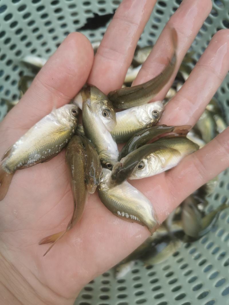 红鲤鱼苗，兴国红鲤鱼苗，鲤鱼苗，金背鲤鱼苗，裸鲤鱼苗