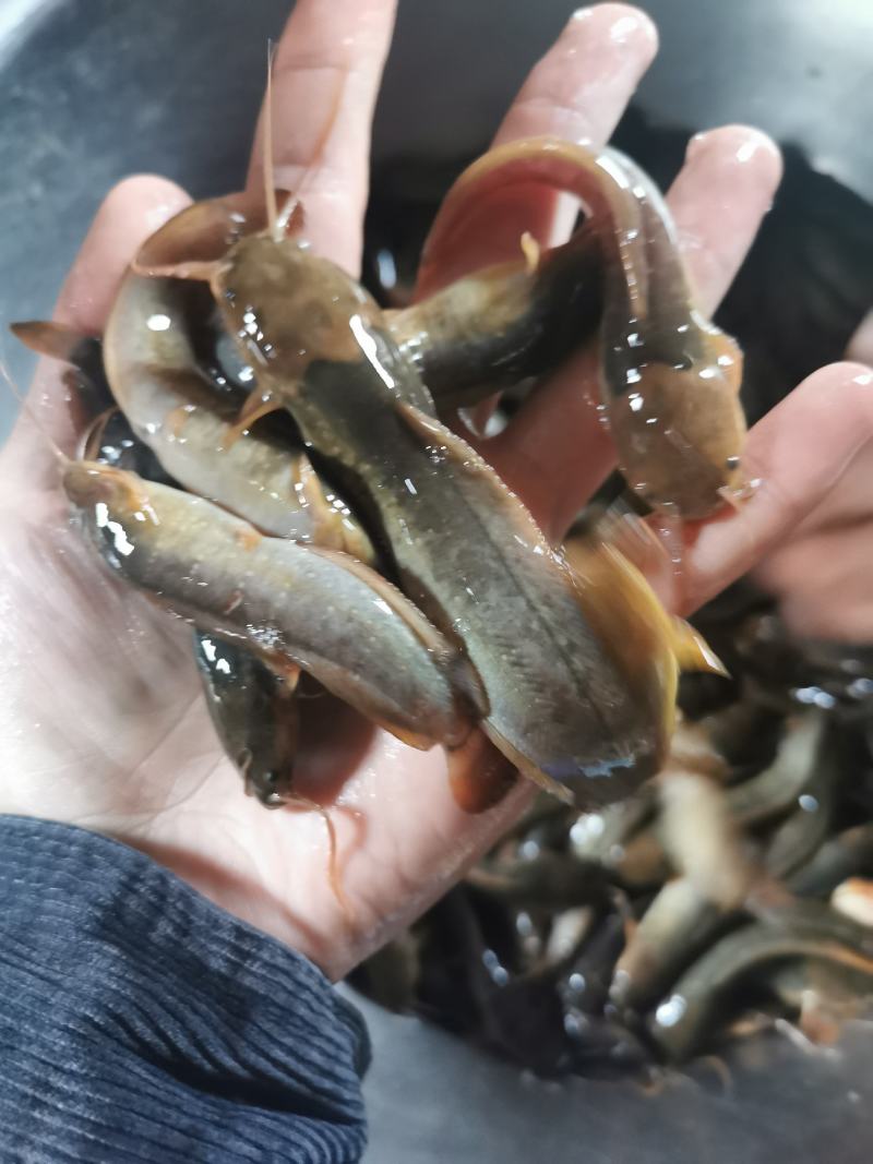土塘角鱼苗，胡子鯰鱼苗，三黄土塘角苗，本地塘角鱼苗，
