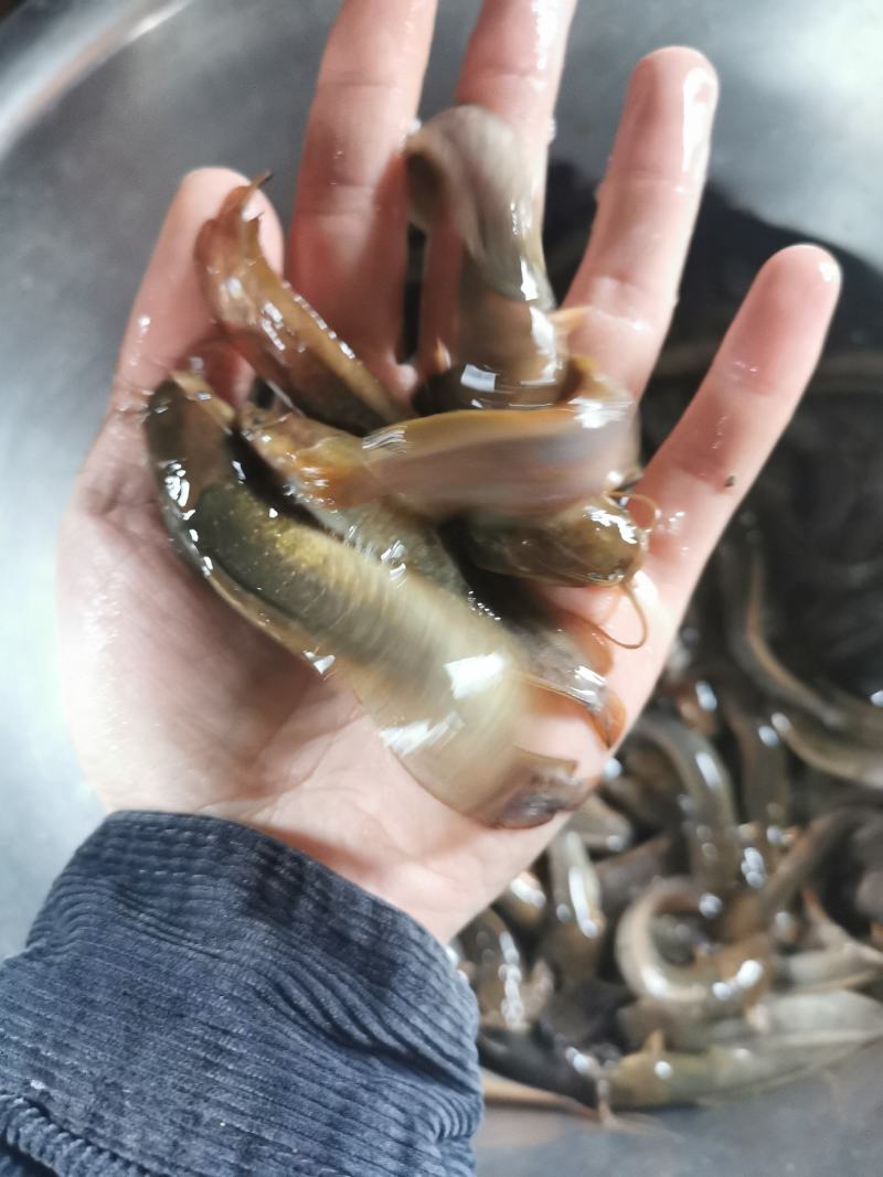 土塘角鱼苗，胡子鯰鱼苗，三黄土塘角苗，本地塘角鱼苗，