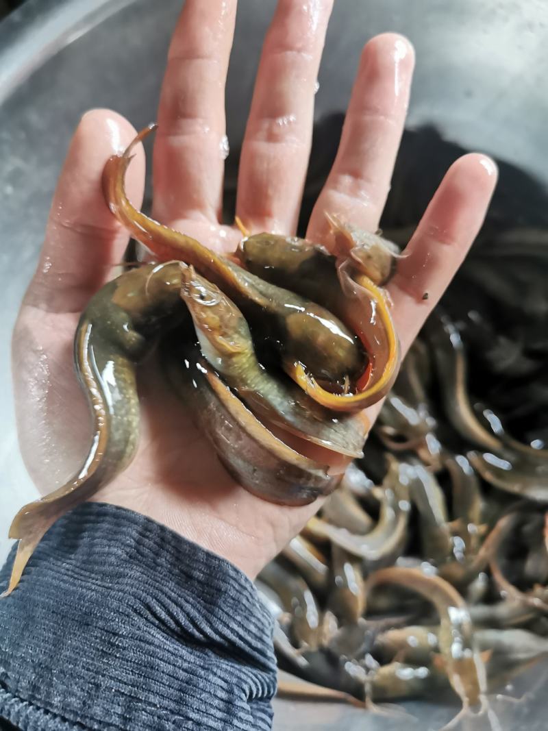 土塘角鱼苗，胡子鯰鱼苗，三黄土塘角苗，本地塘角鱼苗，